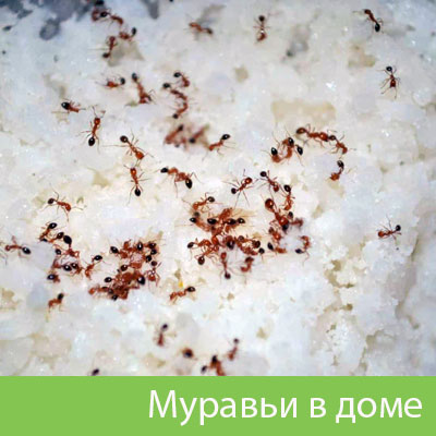 Муравьи в доме в Белебее